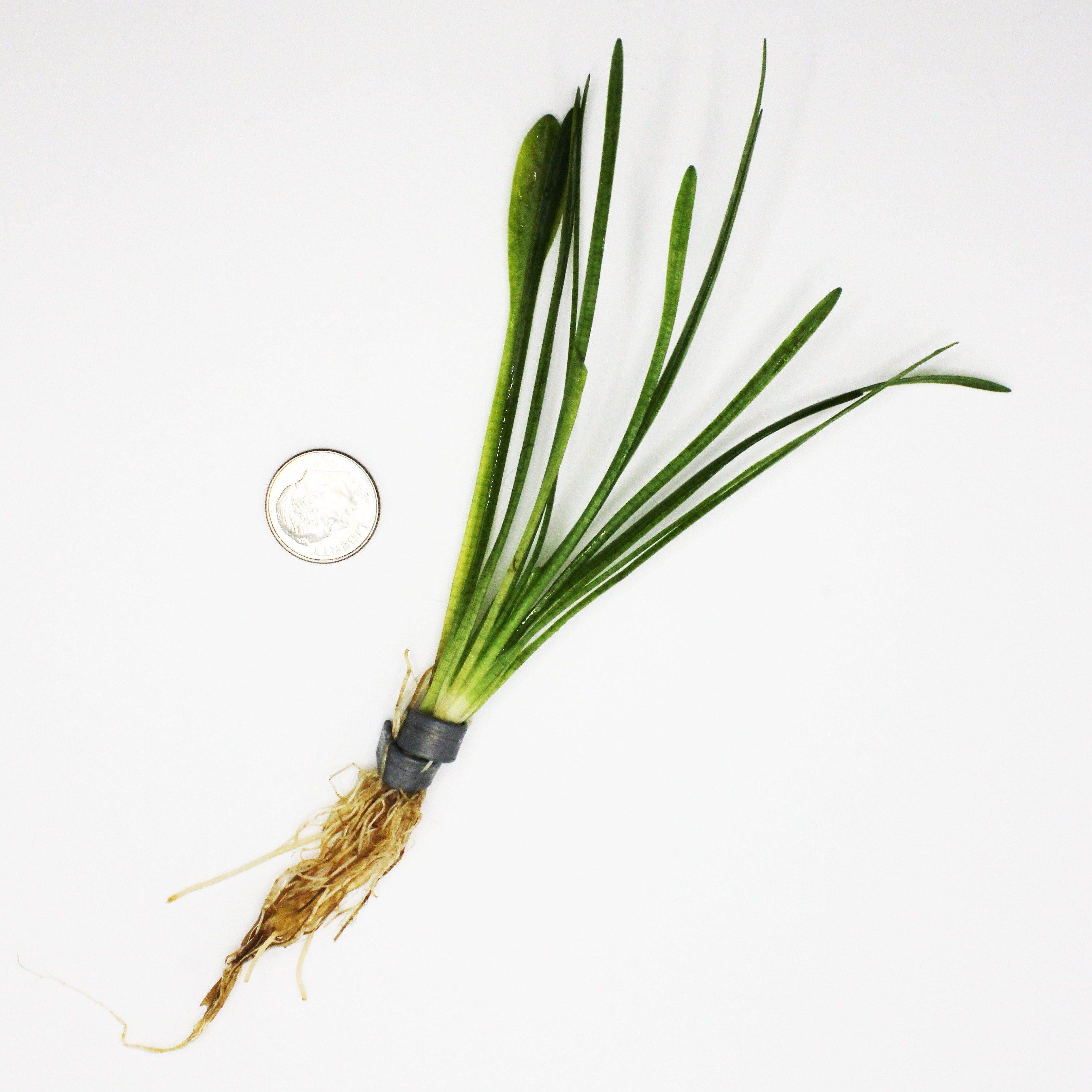 Dwarf Sagittaria - Windy City Aquariums