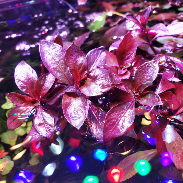 Ludwigia Repens Dark Red - Windy City Aquariums