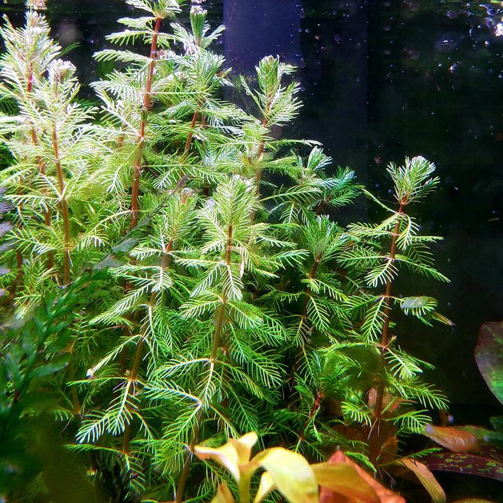 Dwarf Red Stem Parrot's Feather - Windy City Aquariums