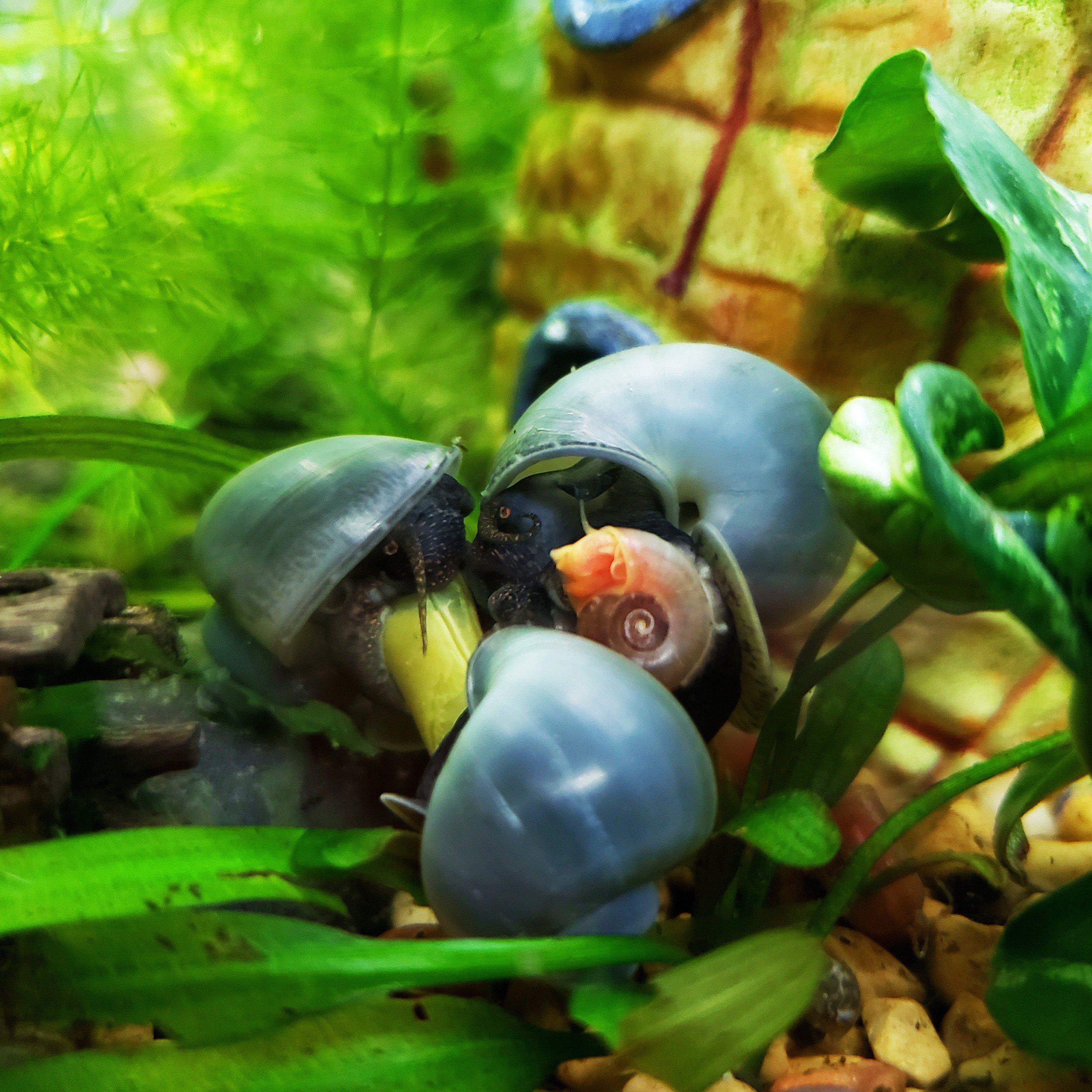 Blue Mystery Snails (Pomacea Bridgesii) - Windy City Aquariums