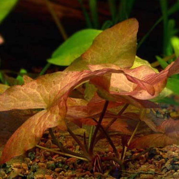 Dwarf Aquarium Lily Bulb - Windy City Aquariums