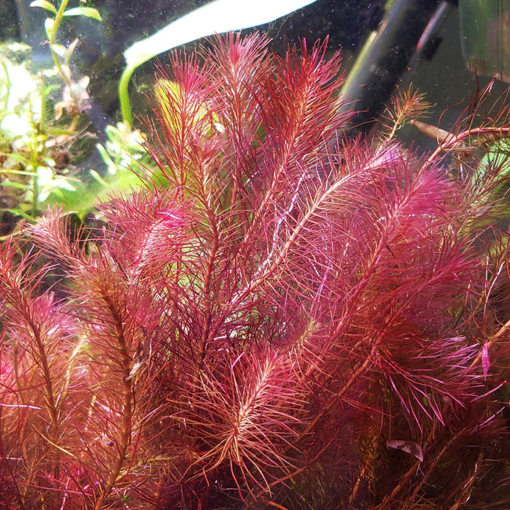 Rotala Wallichii - Windy City Aquariums