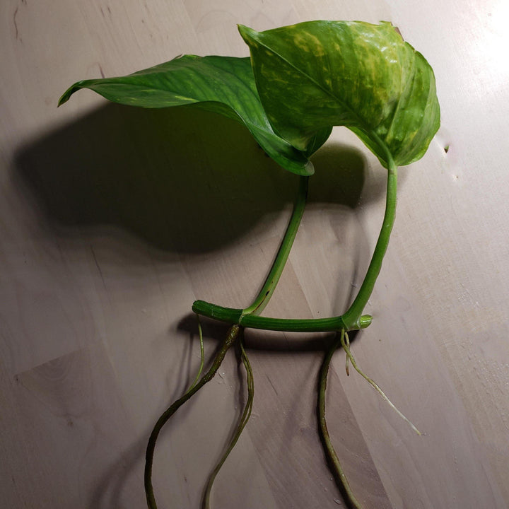 Golden Pothos - Windy City Aquariums