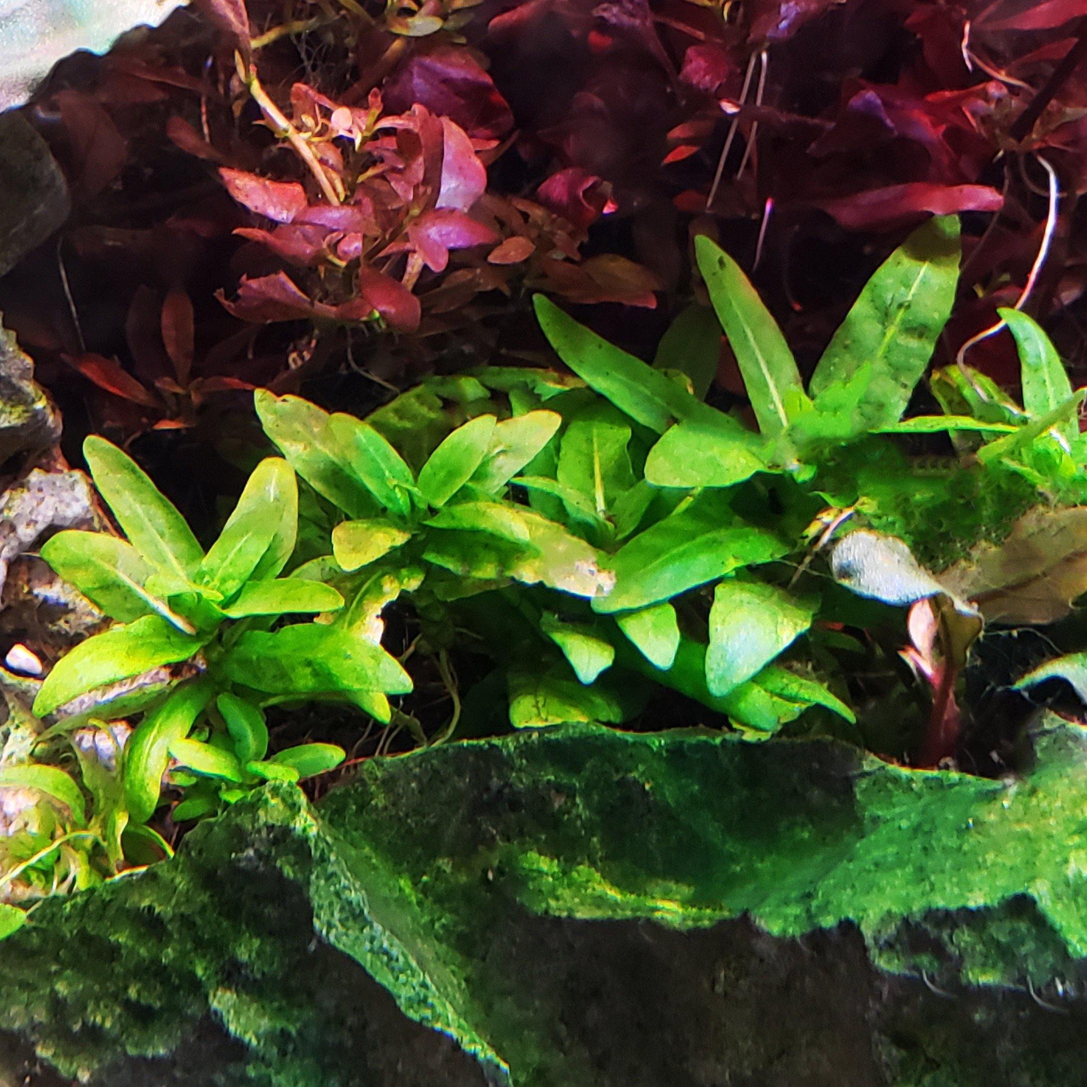 Staurogyne Repens | Shop Live Aquatic Plants | Windy City Aquariums