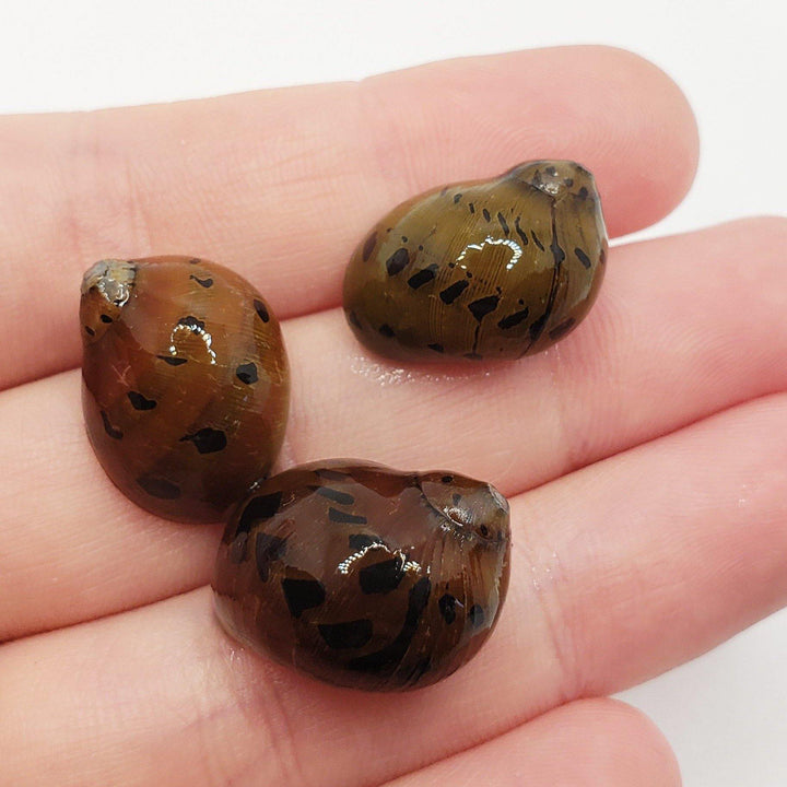 Tiger Nerite Snail - Windy City Aquariums