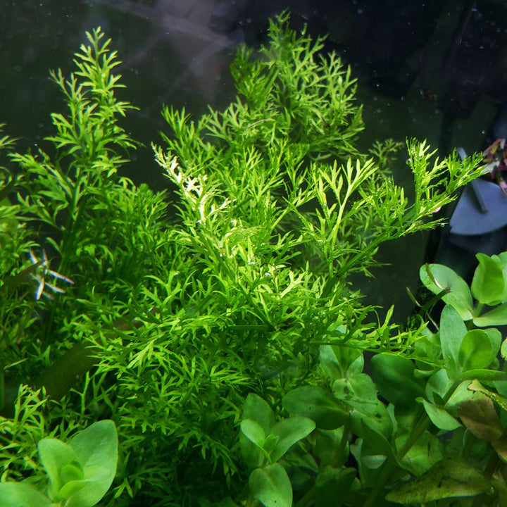 Water Sprite Laceleaf (Ceratopteris Thalictroides) - Windy City Aquariums