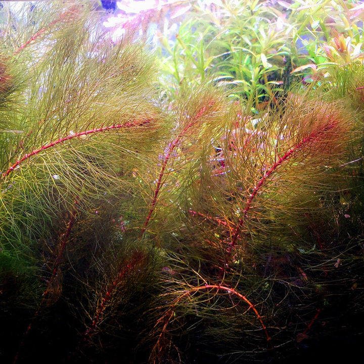 Myrio Red (Myriophyllum heterophyllum) - Windy City Aquariums