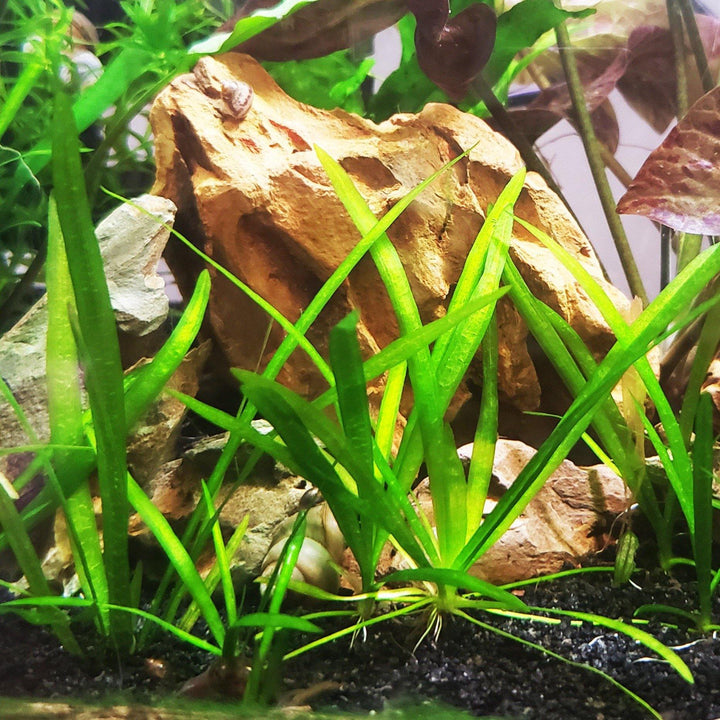 Dwarf Sagittaria - Windy City Aquariums