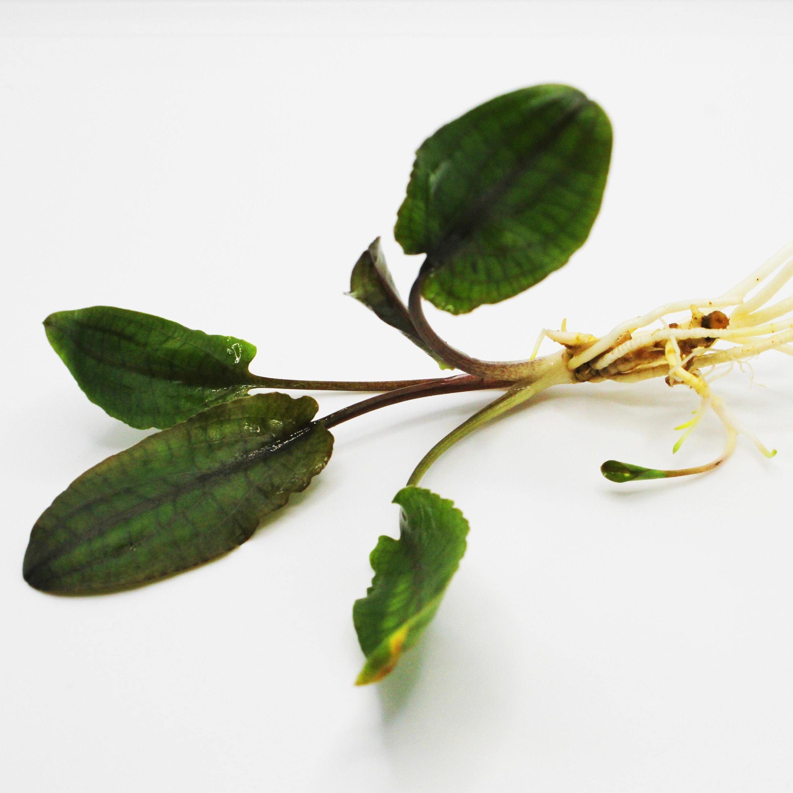Cryptocoryne Wendtii "Brown" - Windy City Aquariums