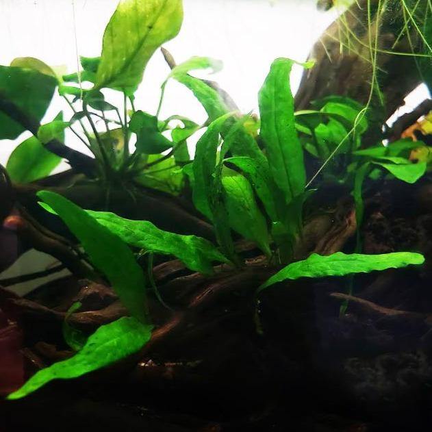 Java Fern (Microsorum Pteropus) - Windy City Aquariums