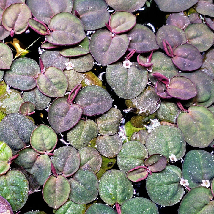 Red Root Floaters - Windy City Aquariums