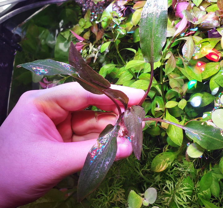 Cryptocoryne Wendtii "Red" - Windy City Aquariums