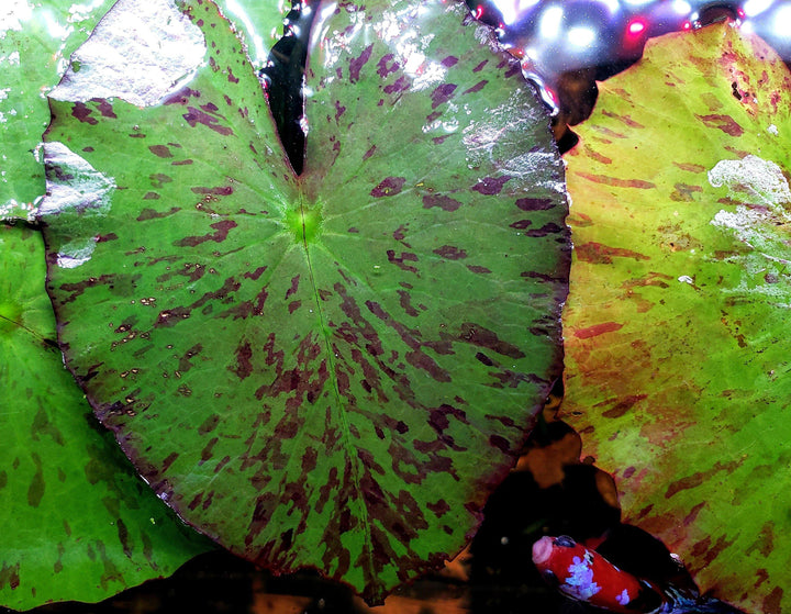 Red Tiger Lotus Bulb (Nymphaea Zenkeri) - Windy City Aquariums