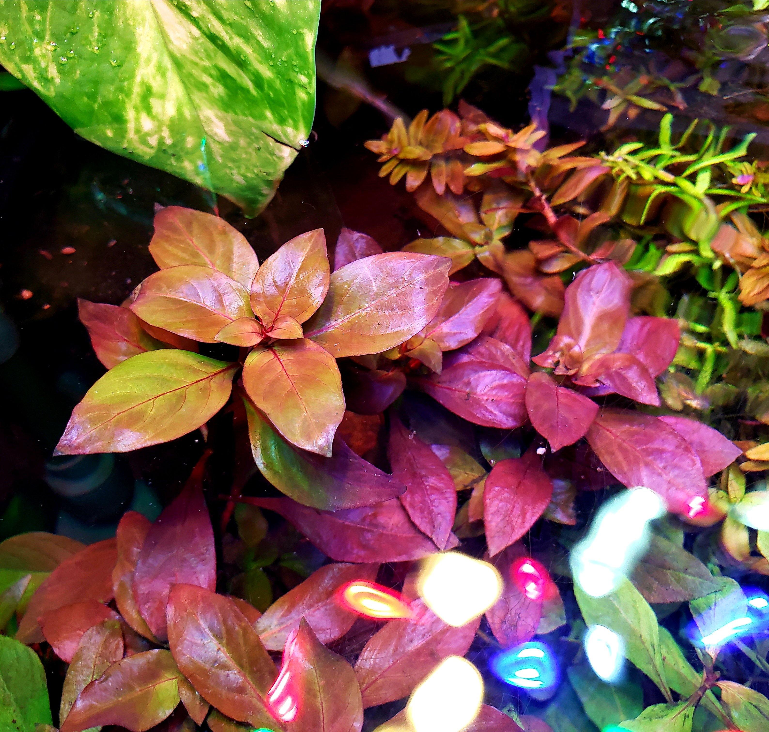 Ludwigia Ovalis - Windy City Aquariums