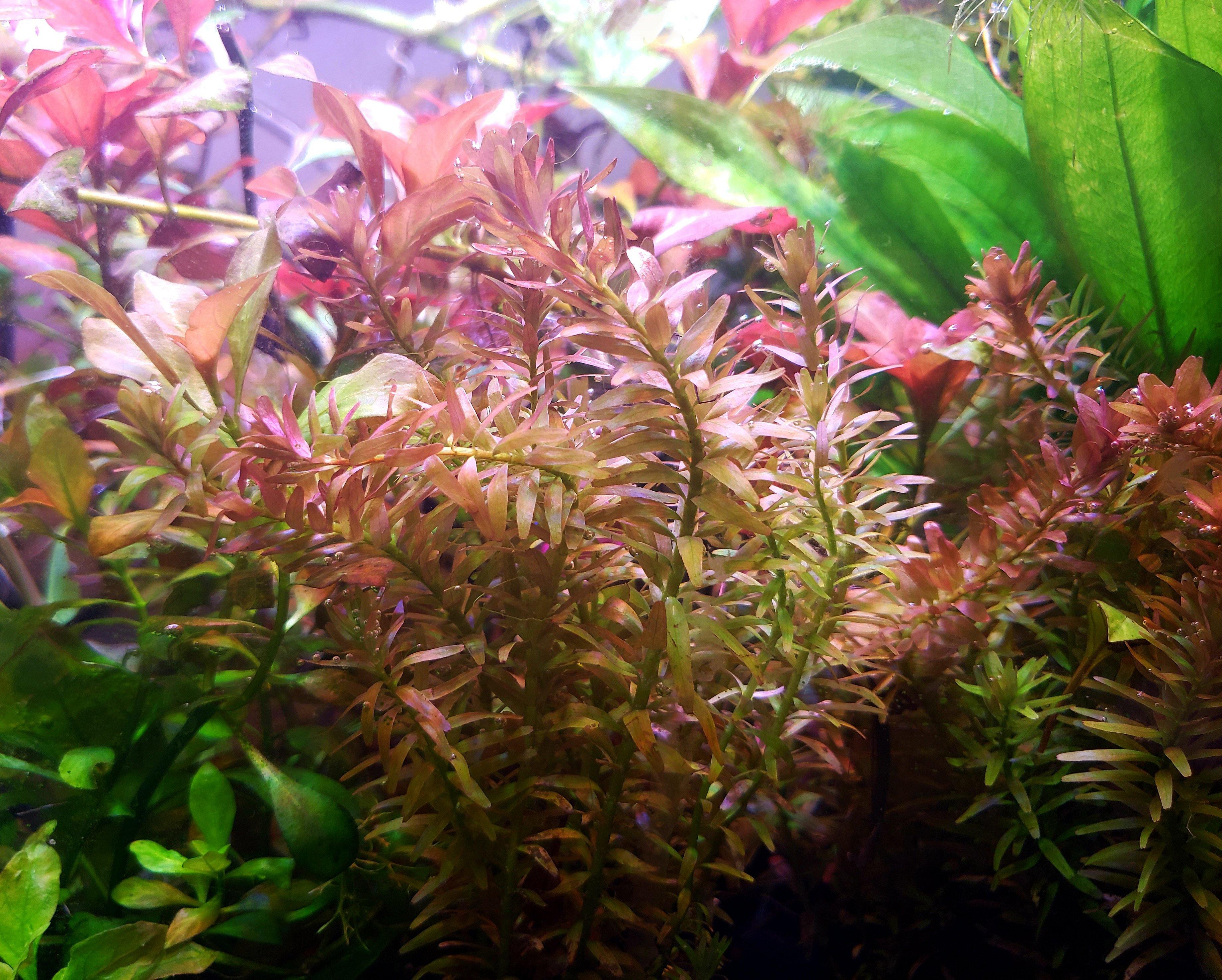 Rotala Indica - Windy City Aquariums