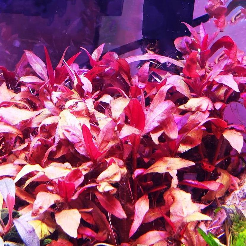 Alternanthera Reineckii Pink "Mini" - Windy City Aquariums