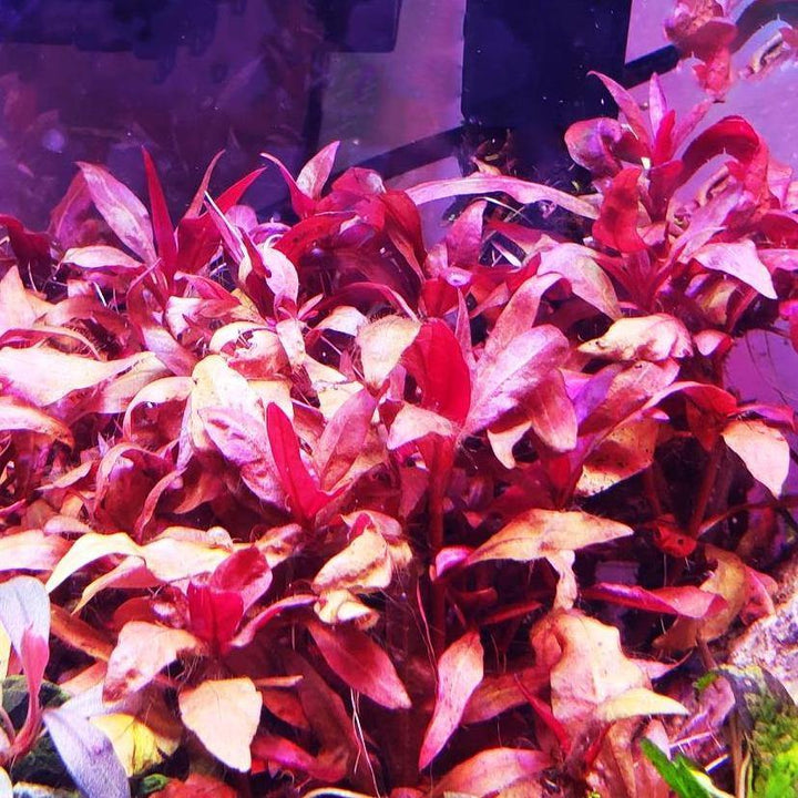 Alternanthera Reineckii Pink "Mini" - Windy City Aquariums