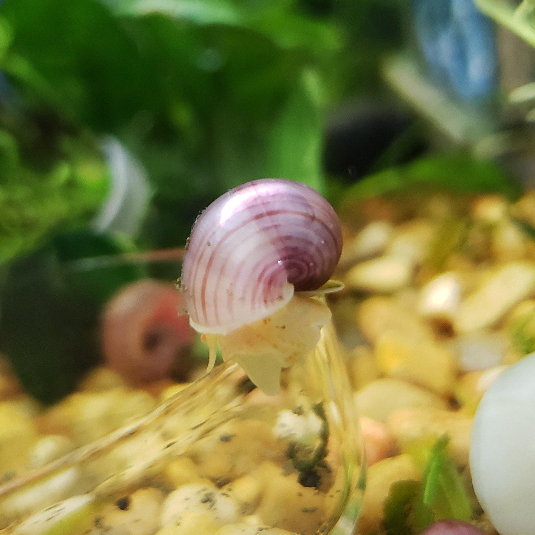 Magenta Mystery Snails (Pomacea Bridgesii) - Windy City Aquariums