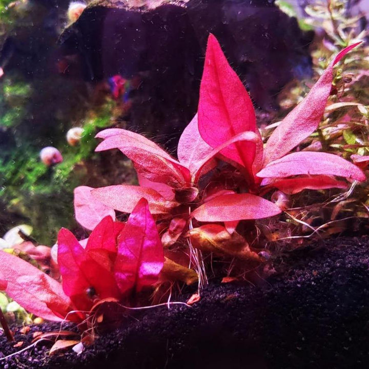 Alternanthera Reineckii Pink "Mini" - Windy City Aquariums