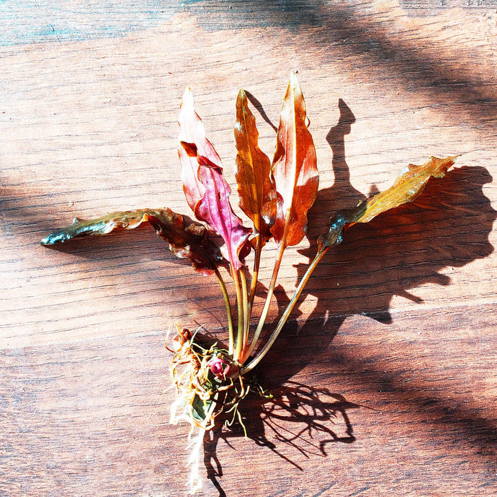 Cryptocoryne Wendtii "Red" - Windy City Aquariums