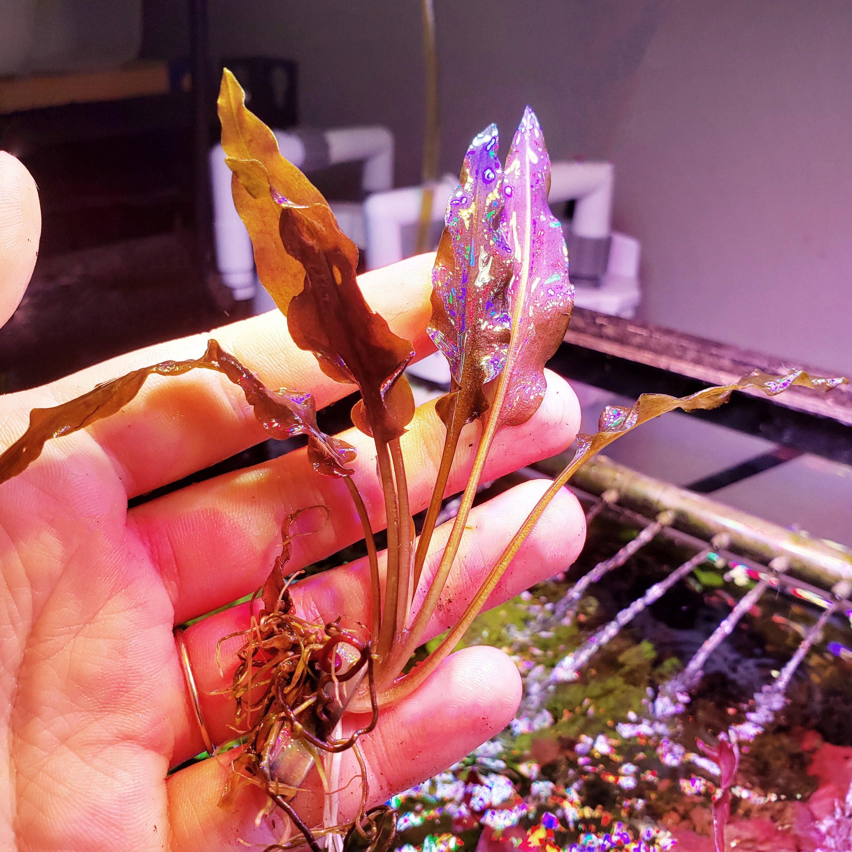 Cryptocoryne Wendtii "Red" - Windy City Aquariums
