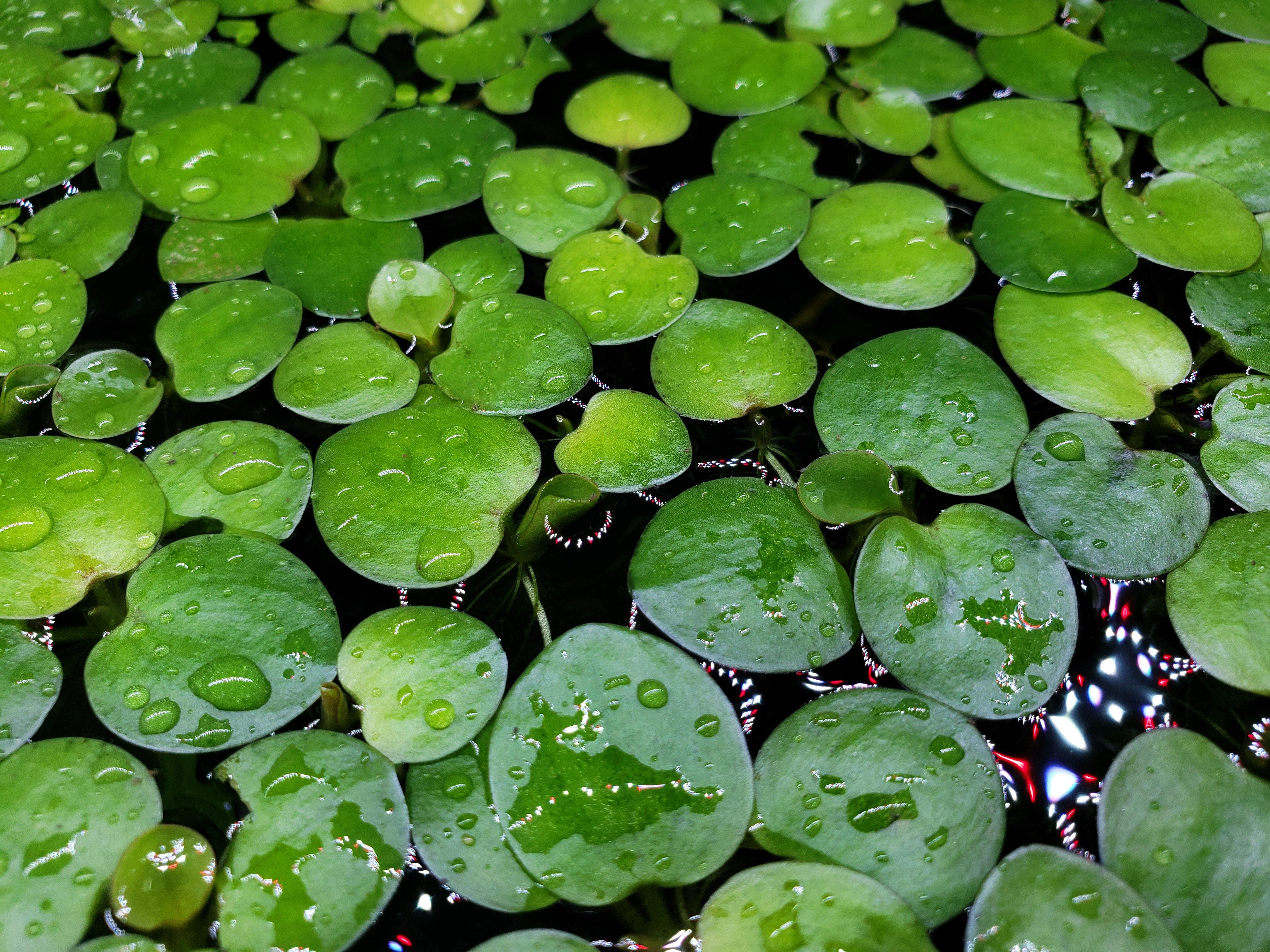 Amazon Frogbit Live Floating Aquarium Plants Windy City Aquariums
