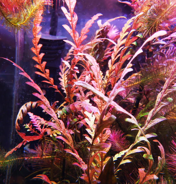 Hygrophila Pinnatifida - Windy City Aquariums