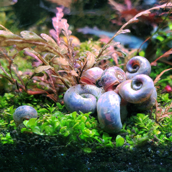 Blue-Gray Ramshorn Snails (5-7) - Windy City Aquariums