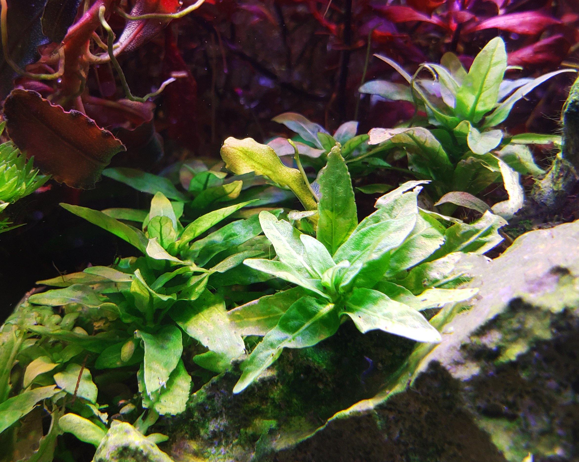 Staurogyne Repens | Shop Live Aquatic Plants | Windy City Aquariums