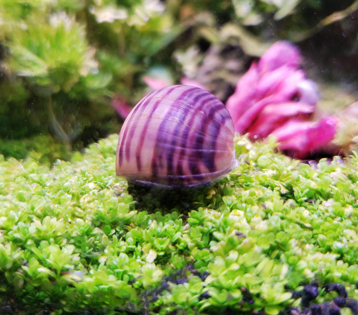 Purple Mystery Snails (Pomacea Bridgesii) - Windy City Aquariums