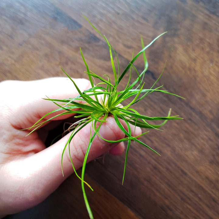Juncus Repens - Windy City Aquariums