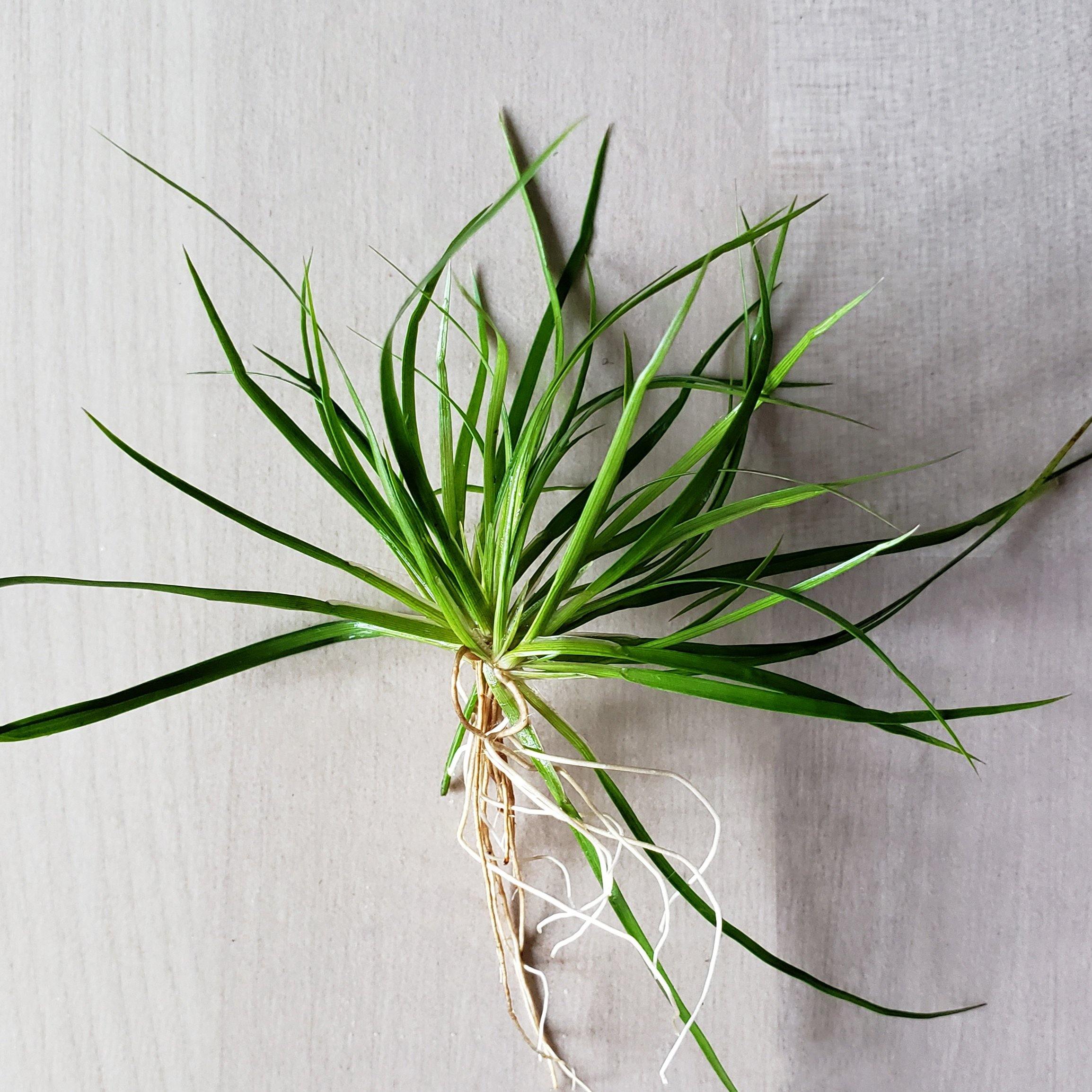 Juncus Repens - Windy City Aquariums