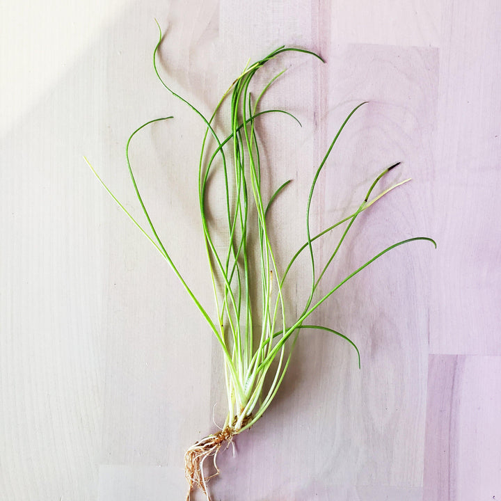 Littorella Uniflora - Windy City Aquariums