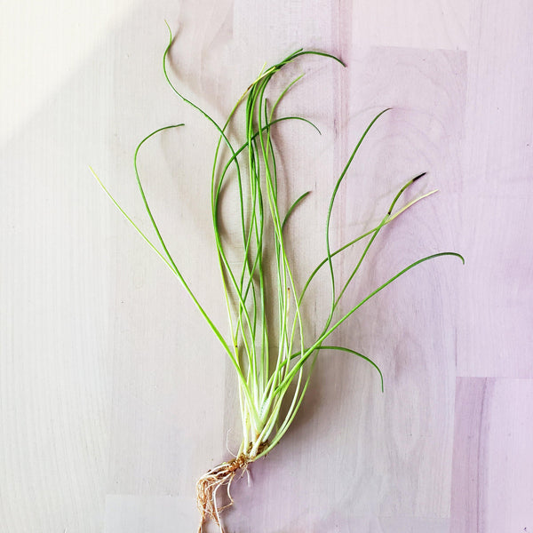 Littorella Uniflora - Windy City Aquariums