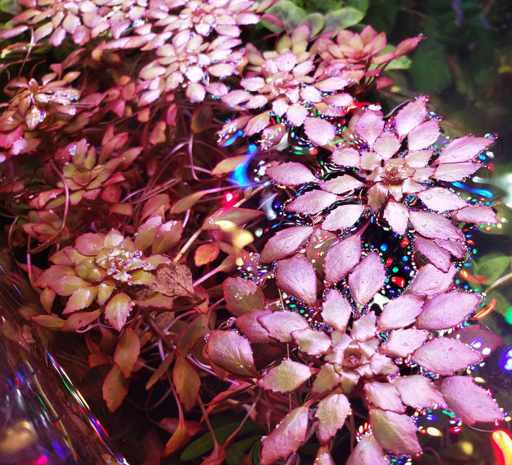 Mosaic Plant (Ludwigia Sedoides) - Windy City Aquariums