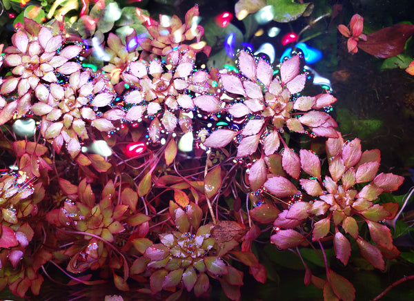 Mosaic Plant (Ludwigia Sedoides) - Windy City Aquariums