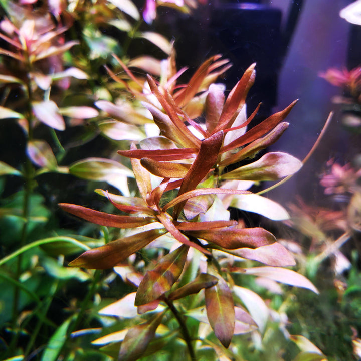 Ludwigia Arcuata - Windy City Aquariums