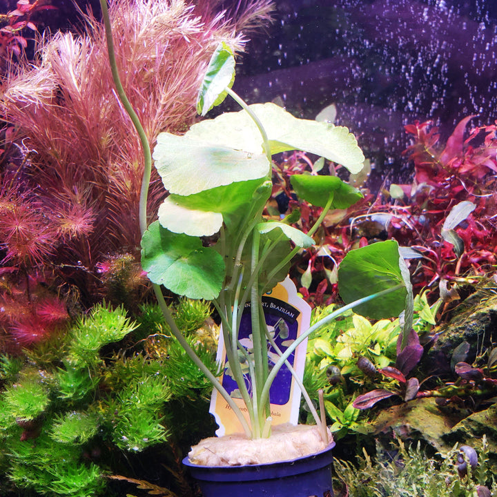 Brazilian Pennywort - Windy City Aquariums