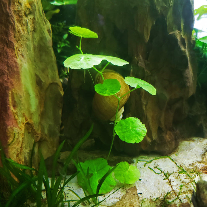 Brazilian Pennywort - Windy City Aquariums