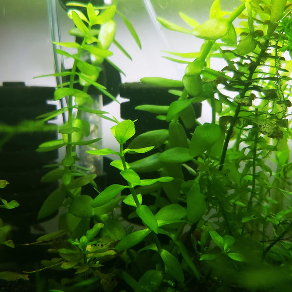 Bacopa Caroliniana - Windy City Aquariums