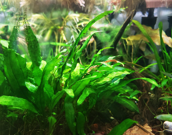 Java Fern (Microsorum Pteropus) - Windy City Aquariums