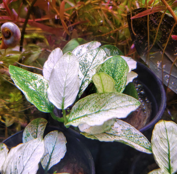 Anubias Nana Pinto