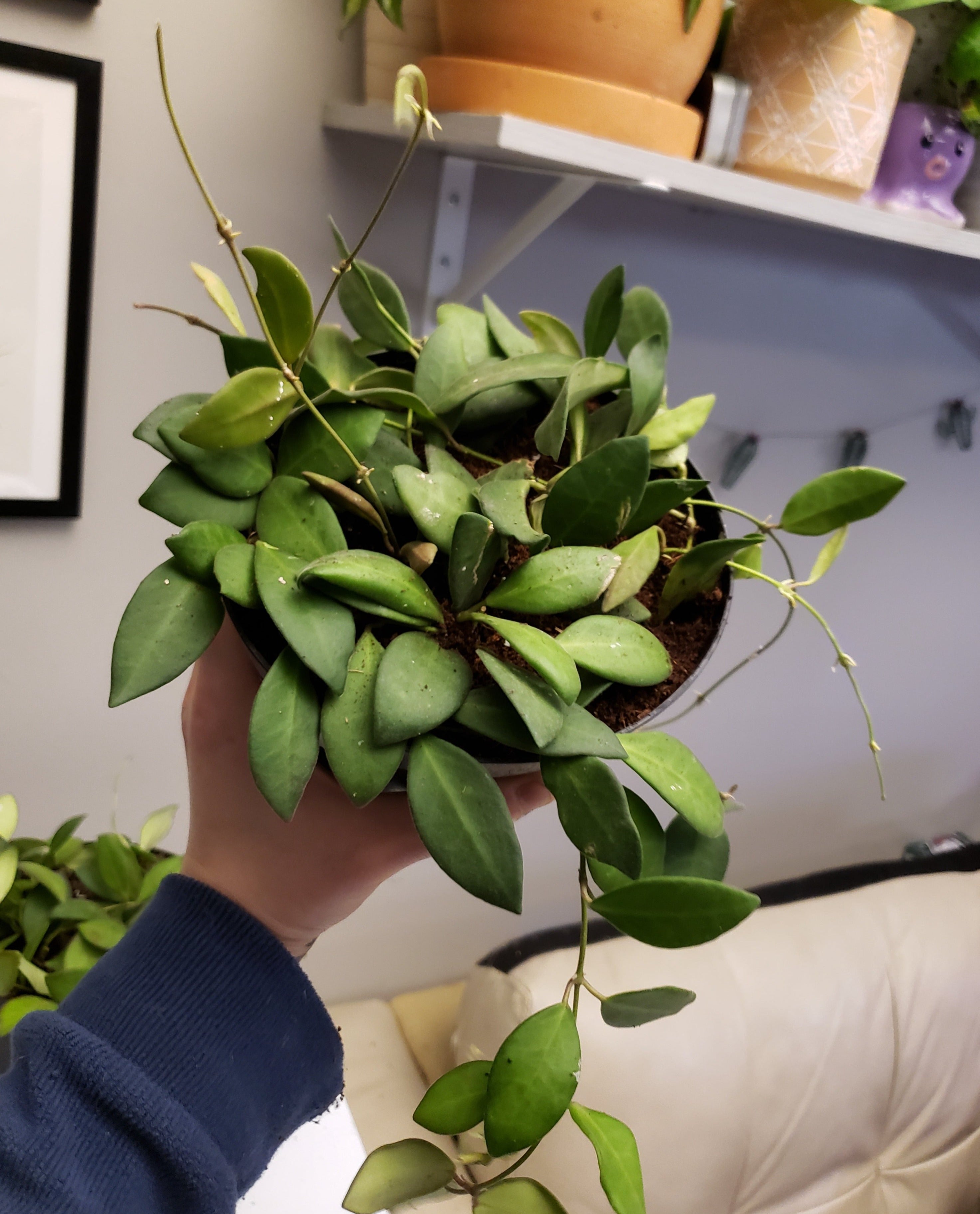 Hoya Burtonaie