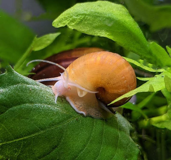 Gold Mystery Snails (Pomacea Bridgesii) - Windy City Aquariums