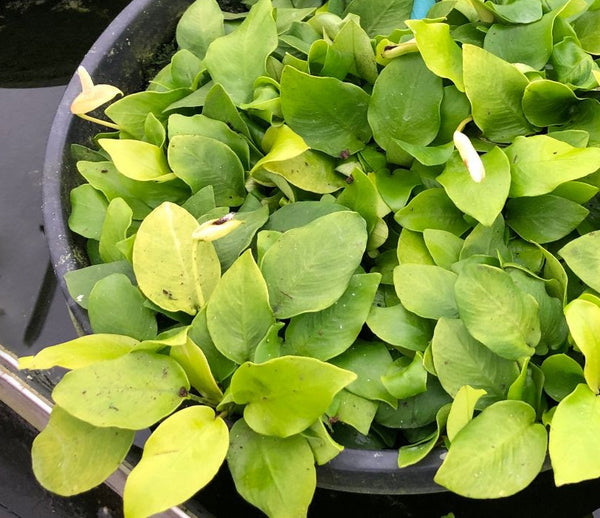 Anubias Nana Golden