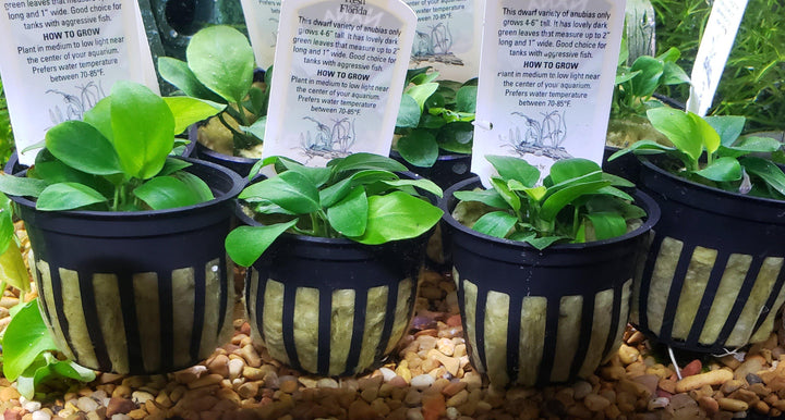Anubias Bateri Var Nana - Windy City Aquariums