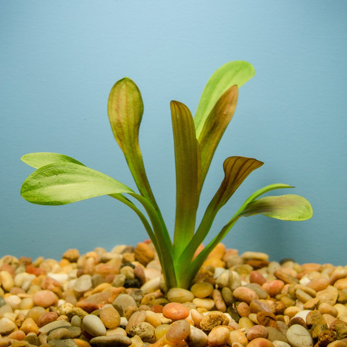 Broad Leaf Sagittaria Chilensis
