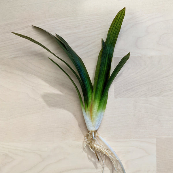 Broad Leaf Sagittaria Chilensis