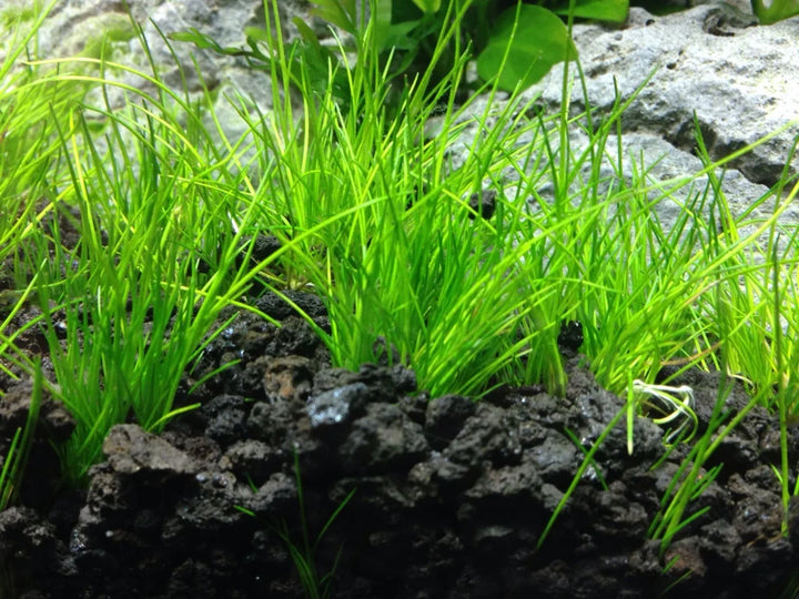 Dwarf Hairgrass - Windy City Aquariums