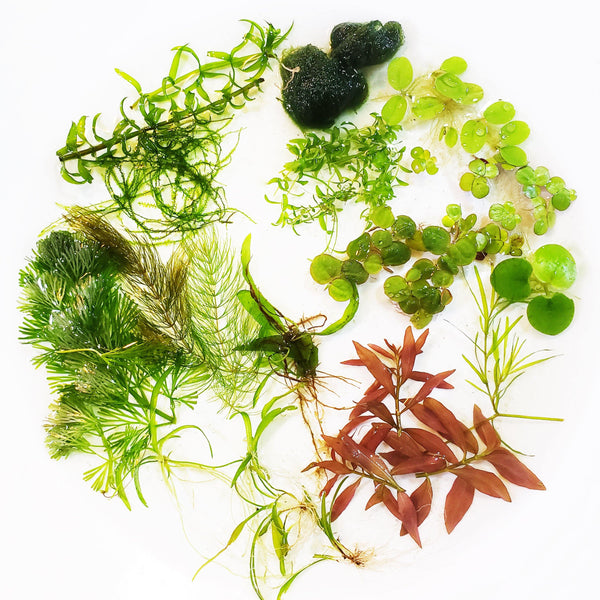 Mystery Plant Trim Package - Windy City Aquariums